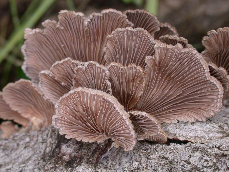 Mycoflora Toscana - Funghi  del tardo inverno e primaverili